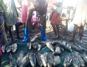 fish harvest fangak fisherfolks
