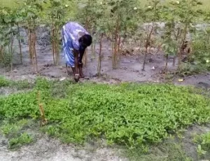 young okra planted by trained farmer in fangak 2