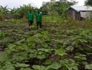young okra planted by trained farmer in fangak